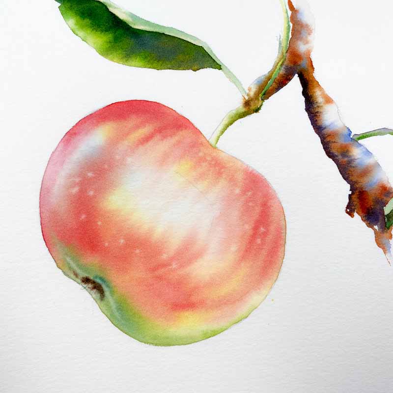 learn to paint apples watercolor