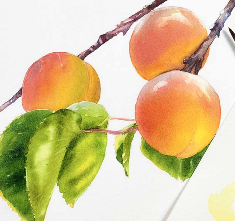 learn to paint watercolor apricots