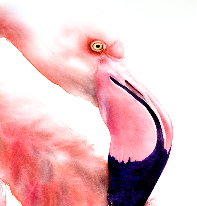 learn to paint watercolor flamingo