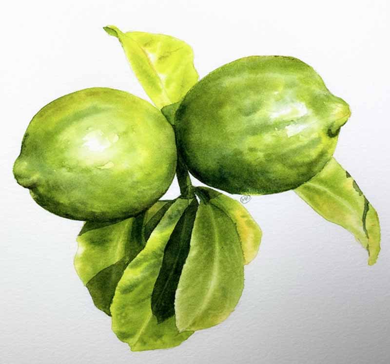 learn to paint lemons watercolor